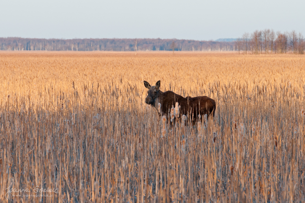 065_Biebrza - kwiecien 2013.jpg